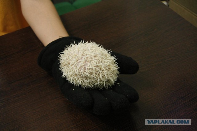Коробка с белым ёжиком.