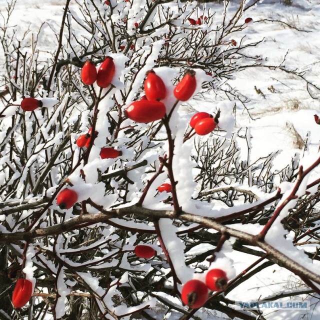 А в Крыму на высоте 1500 метров выпал снег