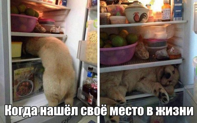 Картинки для поднятия настроения - 4