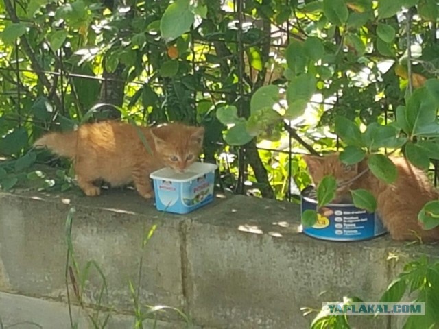 Котовторник 26.07 2016