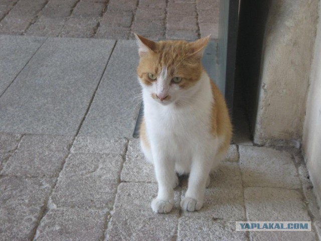 Котовторник 09.08.2016