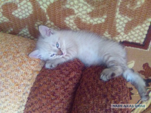 Котовторник 30.08.2016