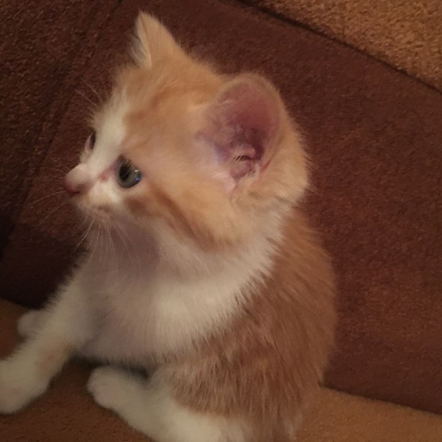 Котовторник 15.11.2016