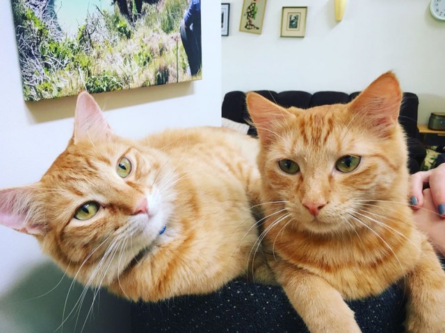 Коты из сети