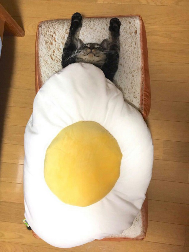 Коты и Кошки