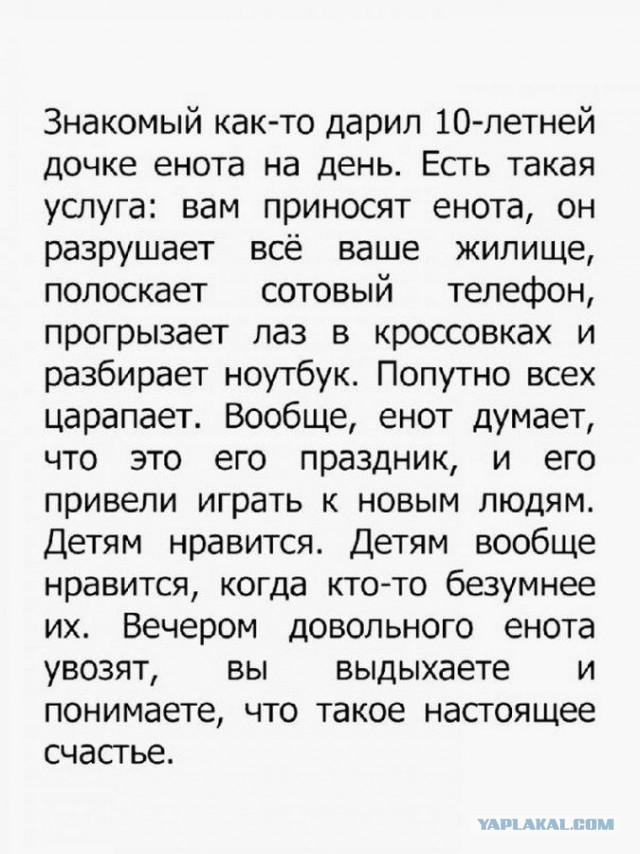 Енот Яша - сотрудник ветеринарной клиники