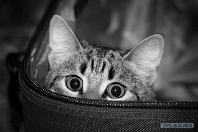 Котовторник ужасов (36 фот)