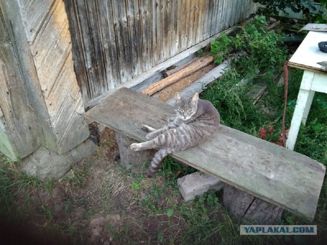 Жизнь домашнего приюта для котеек 232