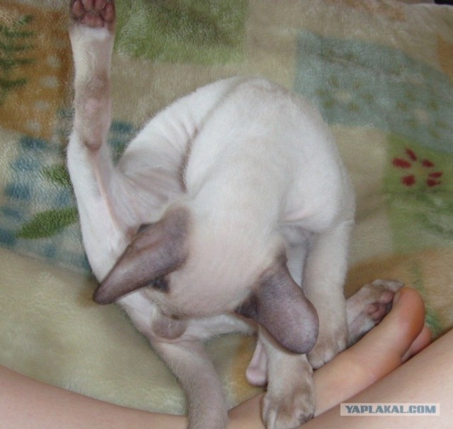 Ну что, котовторник?