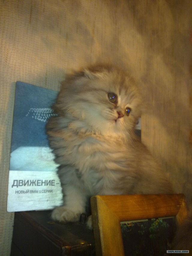 Котовторник!