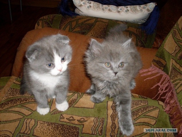 Котовторник, для любителей кошек