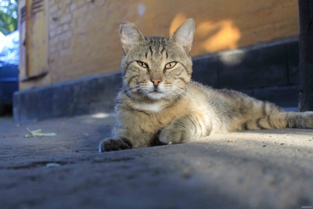 Первый котовторник октября