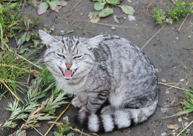 Котейка зевнул