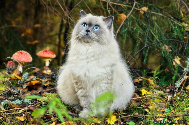 Котовторник! 08.11.11