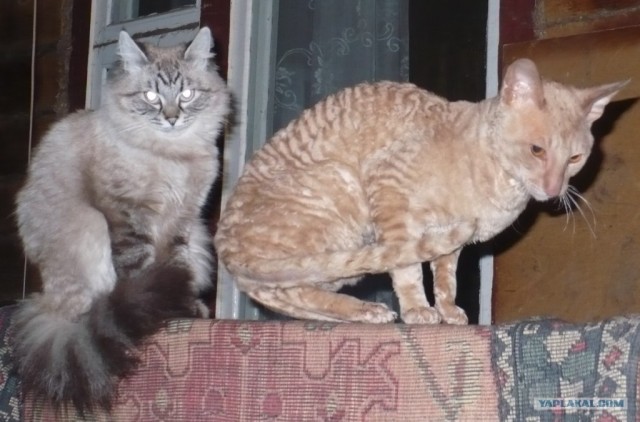 Котовторник (14.02.2012)
