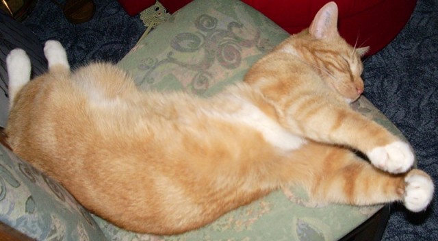 Котовторник 10.04.2012