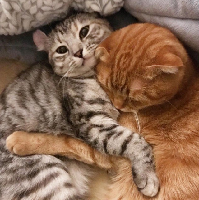 Прикольных котов пост