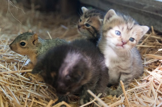 По прозвищу Bushytail ("Пушистый хвост")!