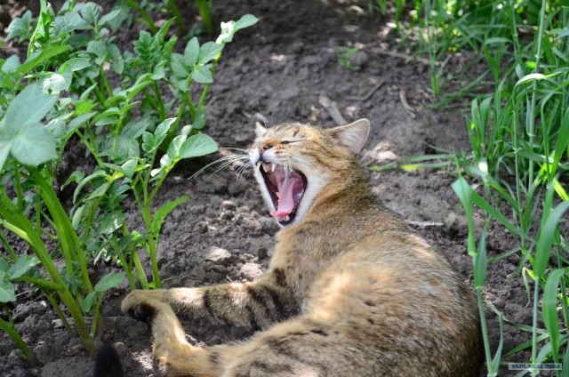Котовторник 22.05.2012