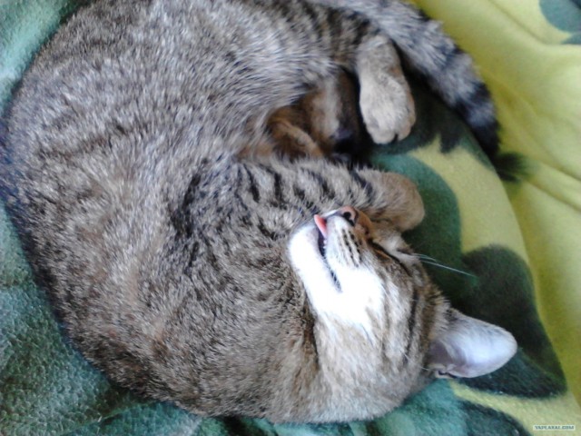 Котовторник на 26.06.12