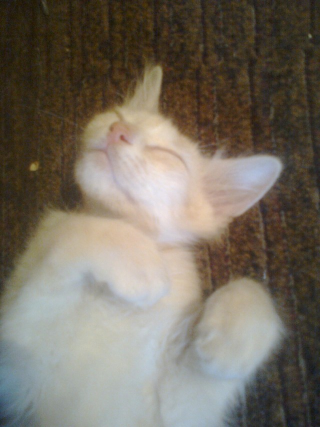 Котовторник 24.07.2012
