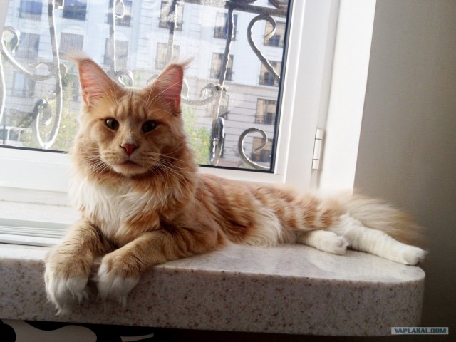 Котовторник  16.10.12