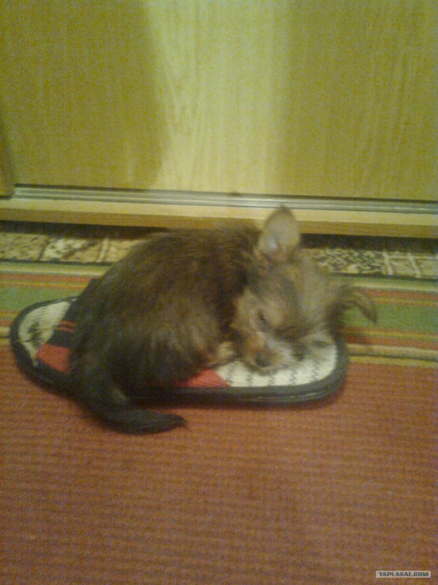 Собакочетверг 10.01.2013