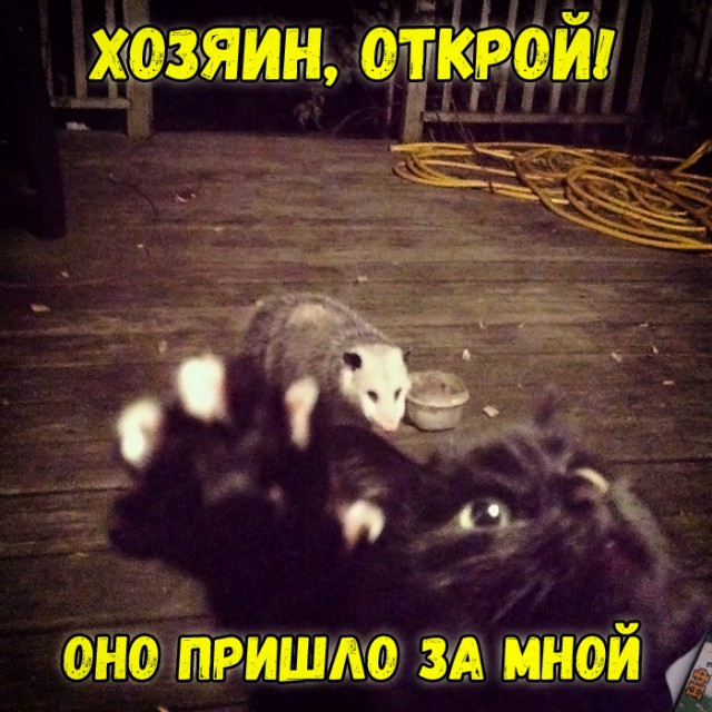 Прикольные картинки абавсём