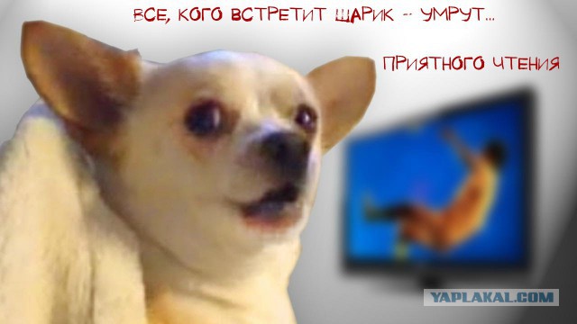 Пес Апокалипсиса. Питомник. И многое другое