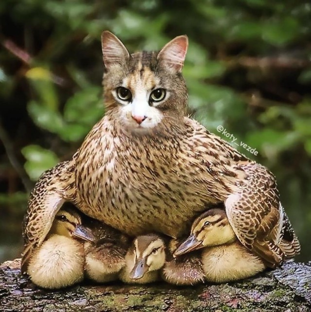 Коты везде