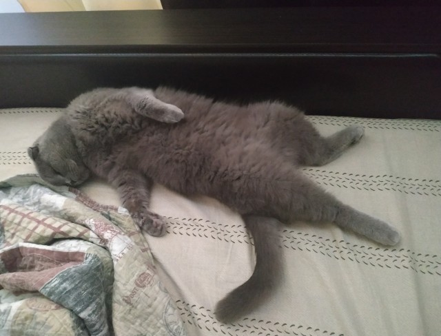 Давайте по котикам, которые с нами на самоизоляции