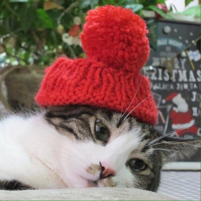 Эти забавные животные