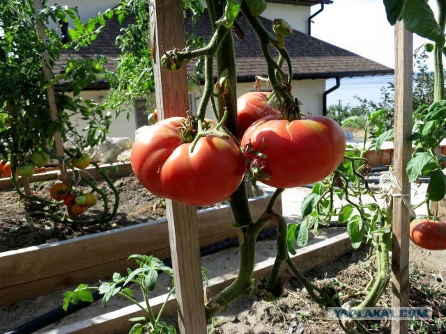 #ДРКулинарии2021! Чили кон карне.