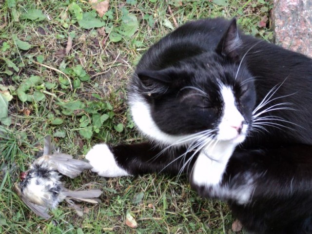 Котэ едет на дачу