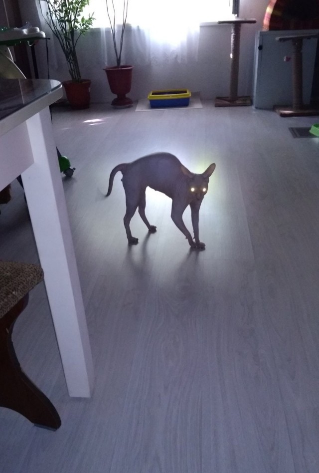 Котовторник!