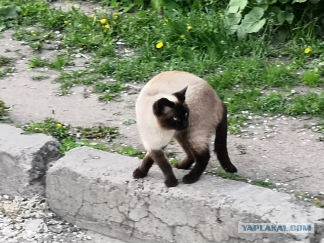Котовторнику быть