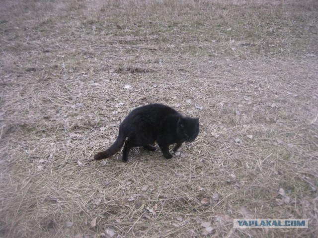 Жизнь домашнего приюта для котеек 384