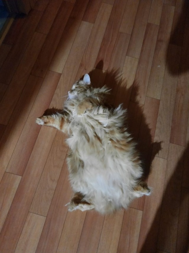 Котоманы, как не разориться на кормежке котов?