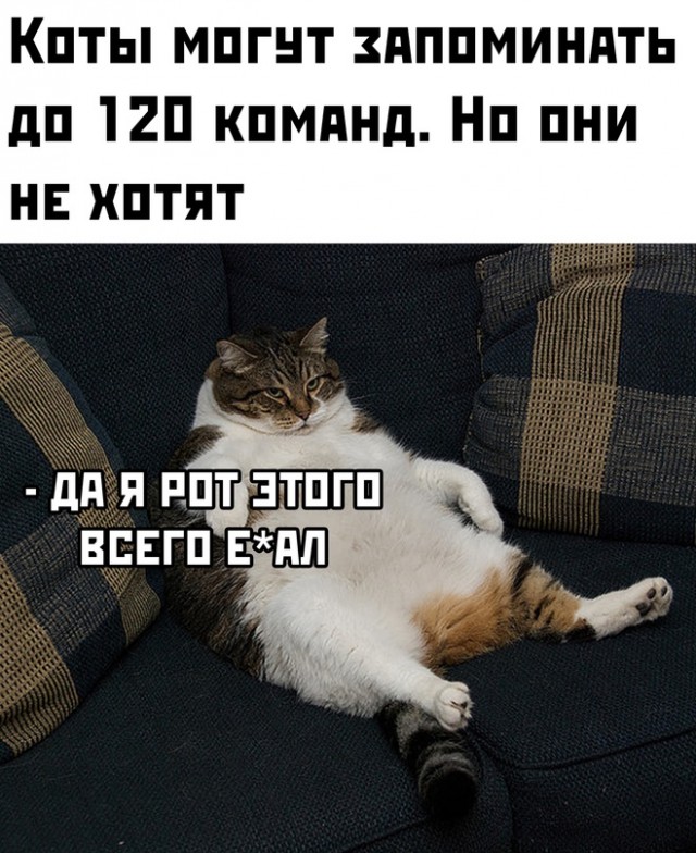 Картинки и мемы для настроения - 14