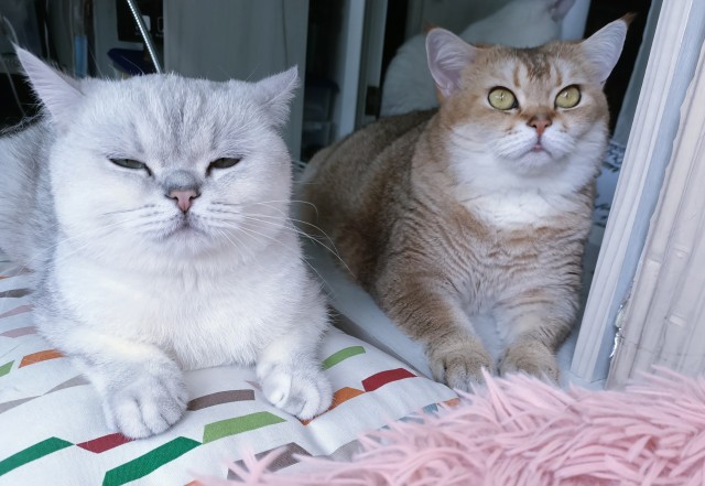 Котовторник. Немного сицилийских котов.