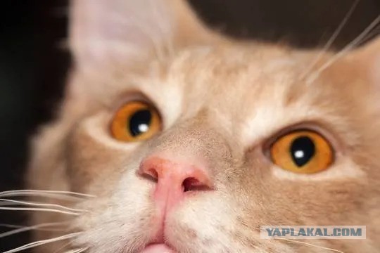 В Ростовской области два десятка мейн-кунов полмесяца питались телом умершей хозяйки