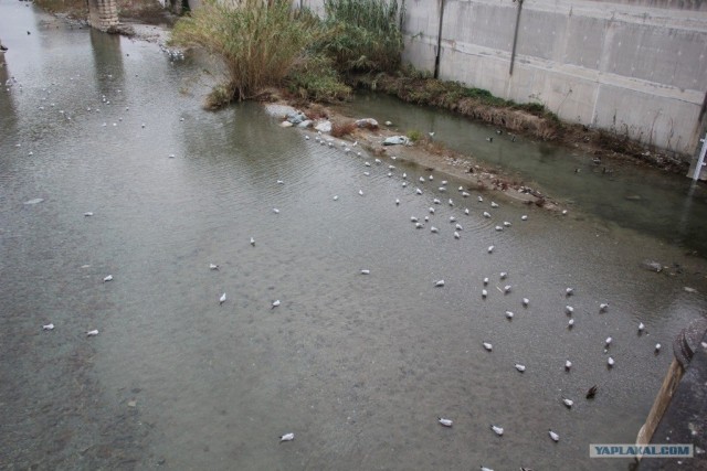 Галопом по Европам.