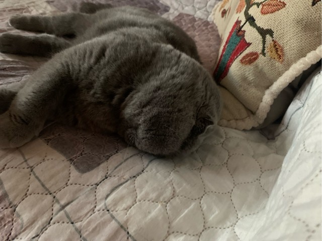 Кот во вторник