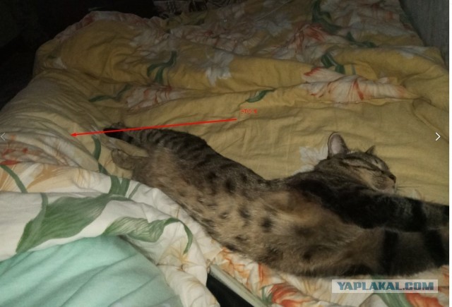А как вы спите с котиком?