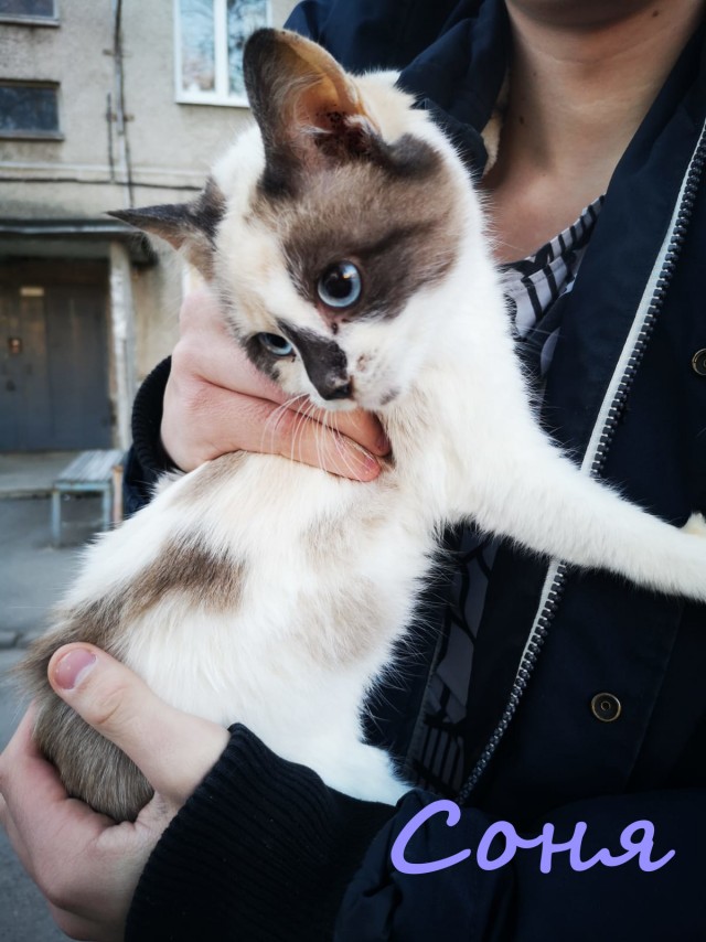 Жизнь домашнего приюта "Котоленд" 365