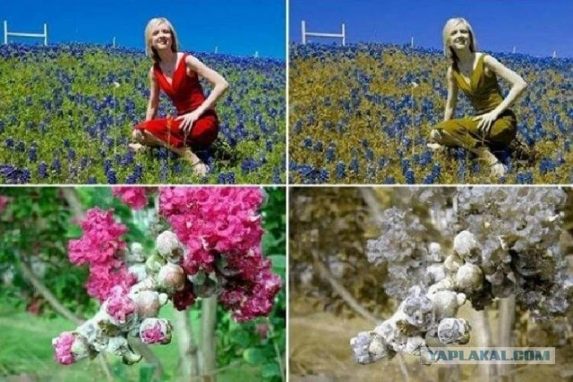 Каким видят мир дальтоники