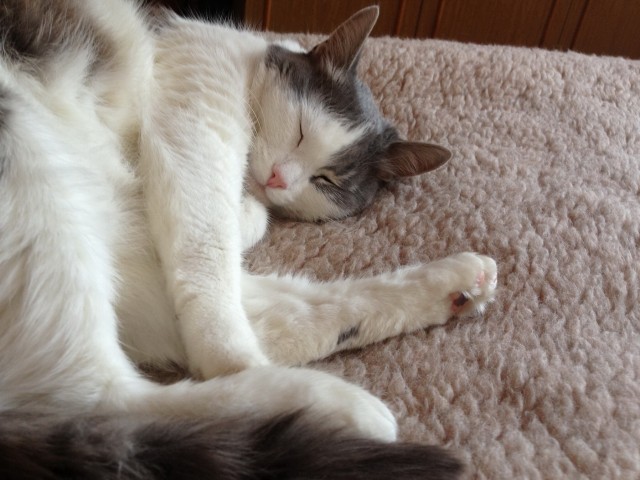Котовторник 09.04.2013