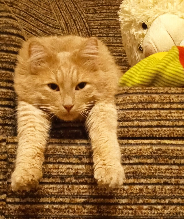 Котовторник