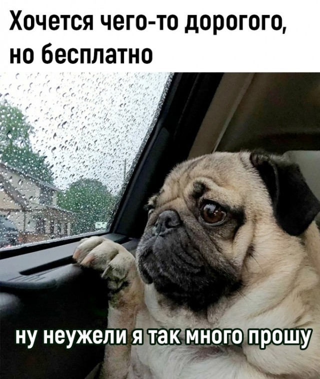 Весёлый полтишок 19.11.23