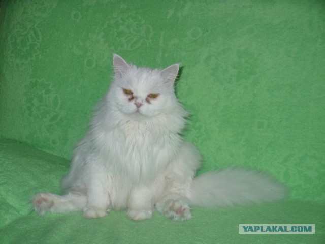 Котовторник 30.04.2013